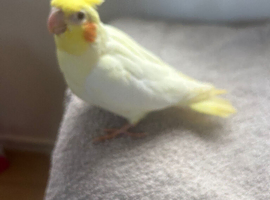 Lovely hand reared baby cockatiels