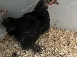 Pekin Bantam chicks
