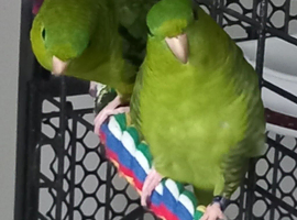 A Trio of Lineolated Paraketts