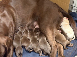 Choc lab pups