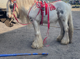 Smartie ride and drive cob