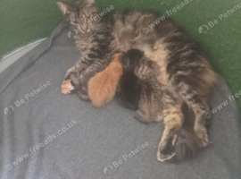Kittens