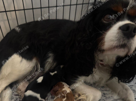 cavalier king charles puppies