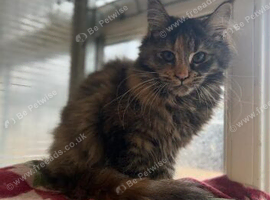 3 beautiful Maine coon boys available
