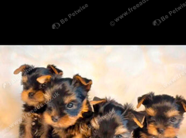Mini mini Yorkshire Terrier pups