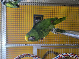 Baby Yellow Crowned Amazon Talking parrot,14