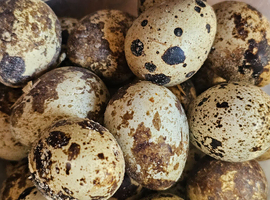 x12 Coturnix Quail Hatching Eggs