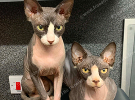 Brother and sister sphynx