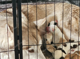 Two 12week old male husky puppies
