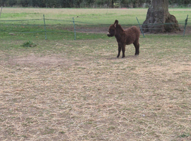 Mediterranean Miniature Donkey For Sale