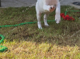 3 pups to go, available now