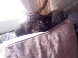 Kitten looking for ever home