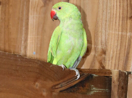 Green ringneck parrot