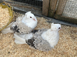 Frillback Pigeons