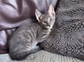 Beautiful kittens