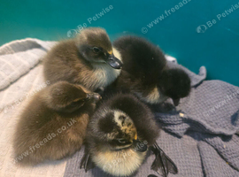 6 ducklings looking for new home