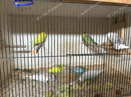 Young Budgies