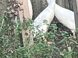 Crested runner ducks trio