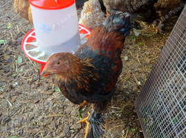 A trio of beautiful brahma
