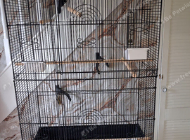 Bird cage
