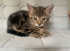 Female kitten