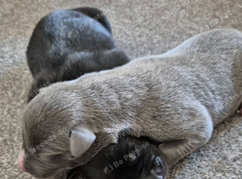 1 LEFT! Collie/Whippet/Grey Lurcher Puppies