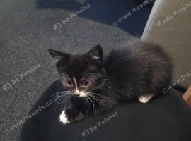 8 week old male