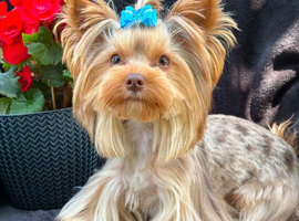 Beautiful chocolate Merle Yorkshire terrier male