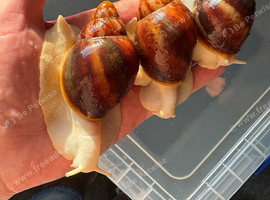 Archachatina Rhodostoma albino