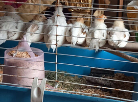 Yokohama ornamental game birds