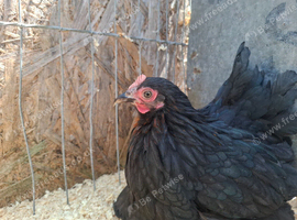 Red laced pekins