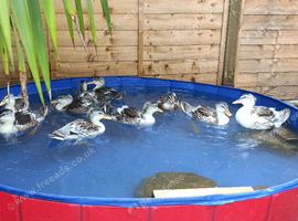 Ducks