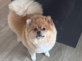 Male stud