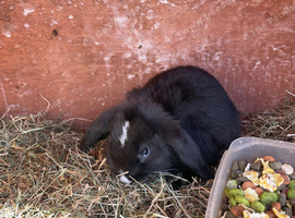 2x bonded mini lop girls