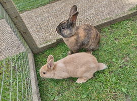 Reduced: 2 bucks 15wk old