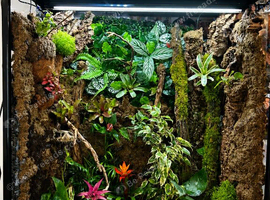 Mourning geckos +