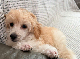 Maltese x havenese X poodle