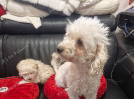 Beautiful Toy Poodle Girl
