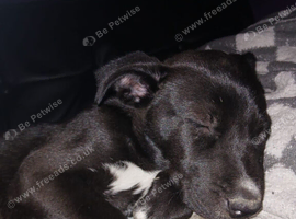 1 16 week old gorgous cane corso crossed sibearian husky waiting for her forever home