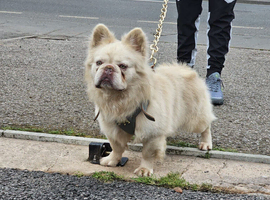 Gizmo fluffy frenchie stud only