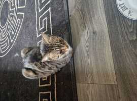 Cat needs rehoming