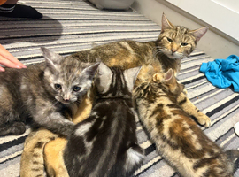 Boy kitten for sale