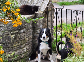 Stephen's Dog Walking & Pet Sitting Services