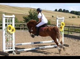 12.2 Chestnut Cob