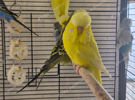 Exposition Budgies and Australian Budgies