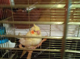 Lutino tame cockatiel