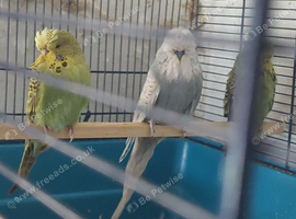 10 Budgerigars