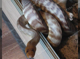 Woma python CB18