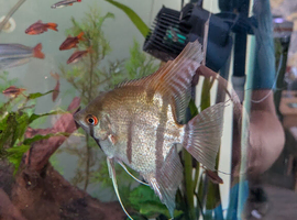 Angel fish