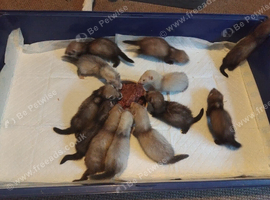 Ferrets and Ferret Kits (Ready this weekend)